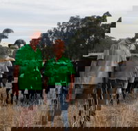 Milawa Organic Beef - Tourism Noosa