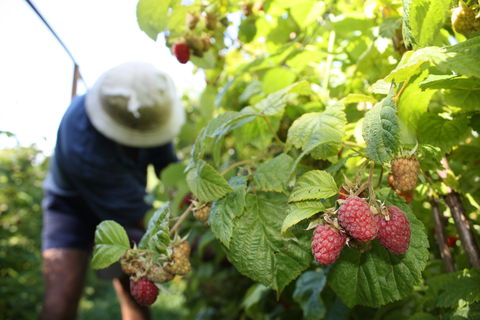 Springwood Farm Berries - Tourism Noosa 0