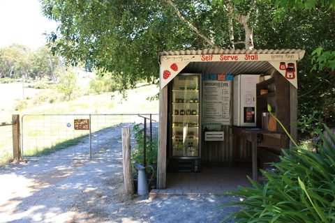 Springwood Farm Berries - Tourism Noosa 1