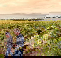 Boston Bay Wines - Tourism Noosa