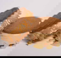 Gelato Messina - South Brisbane - Tourism Noosa