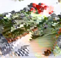 The Garden Tearooms  Cottage Nursery - Tourism Noosa