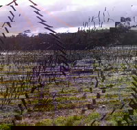 Darlington Vineyard - Tourism Noosa