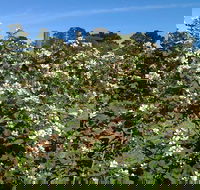 Huntley Berry Farm - Tourism Noosa
