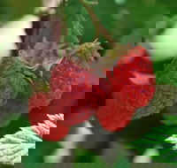 Westerway Raspberry Farm - Tourism Noosa