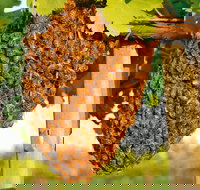 Whistling Kite Biodynamic Wines - Tourism Noosa