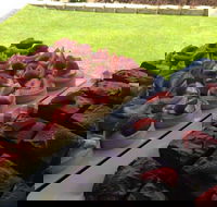 That Food Truck - Tourism Noosa