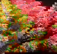 Miettes Boulangerie Patisserie - Graceville - Tourism Noosa