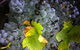 Faisan Estate Wines - thumb 0