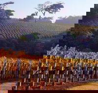 Maiolo Wines and Vineyard - Tourism Noosa