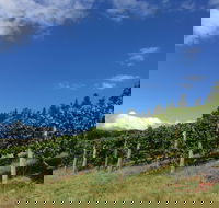 Freycinet Vineyard - Tourism Noosa