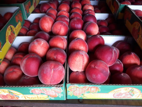 Martins Orchard - Tourism Noosa 0