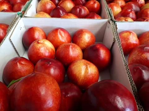 Martins Orchard - Tourism Noosa 1