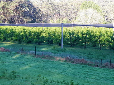 Martins Orchard - Tourism Noosa 2