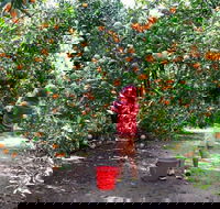 Fords Farm - Tourism Noosa