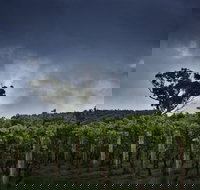 Dalrymple Vineyards - Tourism Noosa