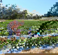 The Big Strawberry - Tourism Noosa