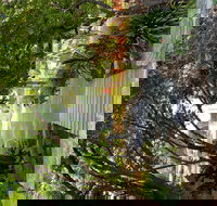 Velvet  Willow - Tourism Noosa