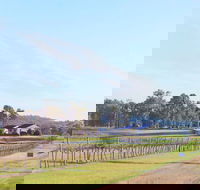 Blacklea Vineyard and Olive Grove - Tourism Noosa