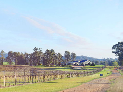 Blacklea Vineyard And Olive Grove - Tourism Noosa 0