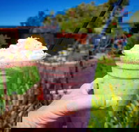 Flower Cellar Door and Cafe - Tourism Noosa