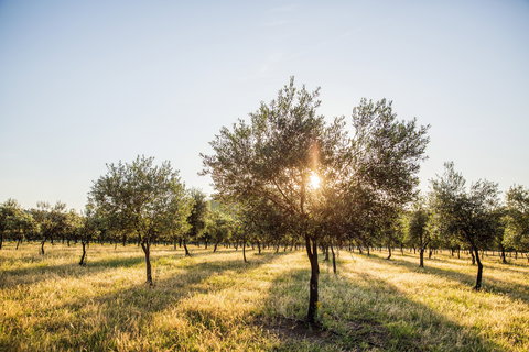 Guneemooroo Estate - Tourism Noosa 0