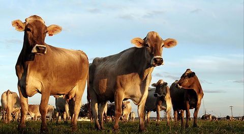 Hunter Belle Cheese - Tourism Noosa 1
