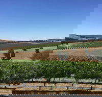 Peerick Vineyard and Winery - Tourism Noosa
