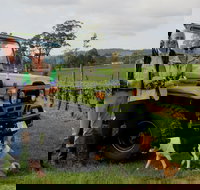 Brook Eden Vineyard - Tourism Noosa