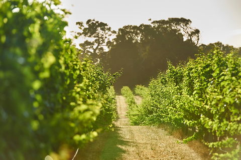 Cape Mentelle Vineyards - Tourism Noosa 2