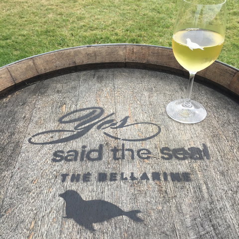 Yes Said The Seal - Tourism Noosa 1