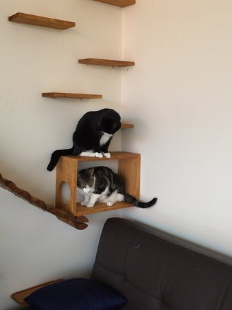 Hobart Cat Cafe - Tourism Noosa 0