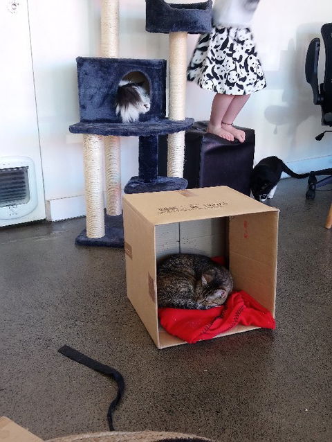 Hobart Cat Cafe - Tourism Noosa 1