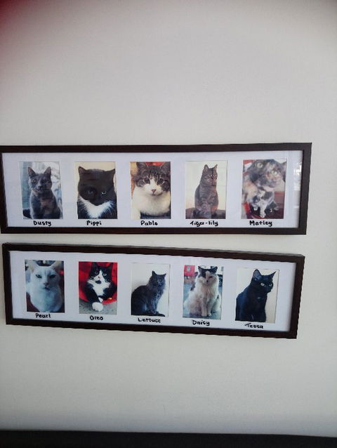 Hobart Cat Cafe - Tourism Noosa 4