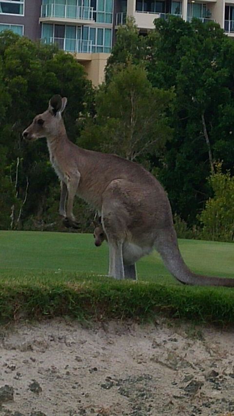 T On Course - Tourism Noosa 6