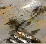 Central Hotel Restaurant - Tourism Noosa