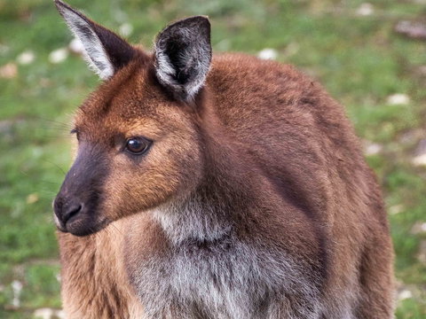 Mercure Kangaroo Island Lodge - Tourism Noosa 15