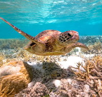 Heron Island Resort - Tourism Noosa