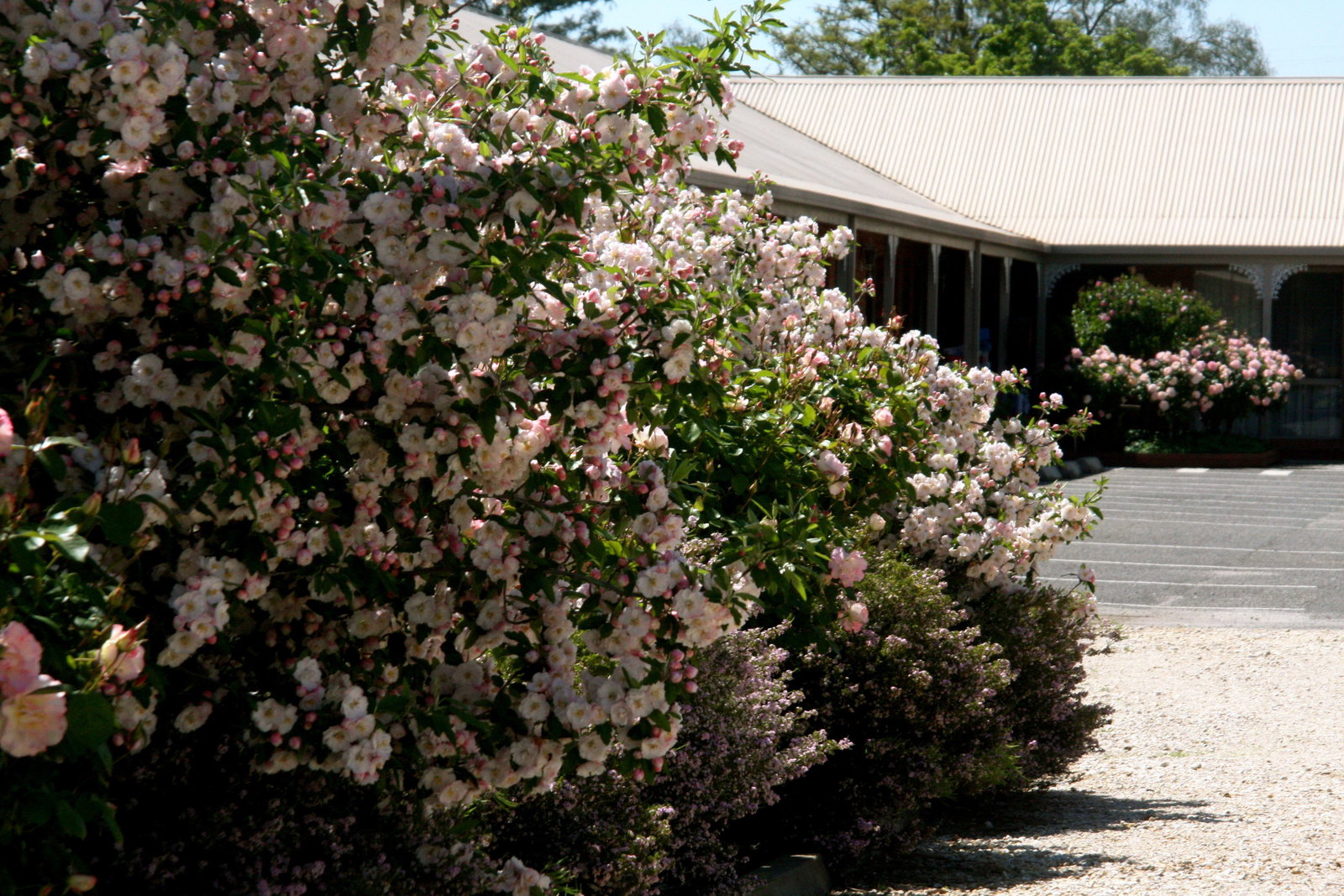 Carlyle VIC Tourism Noosa