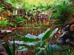 Daintree Eco Lodge & Spa - Tourism Noosa 0