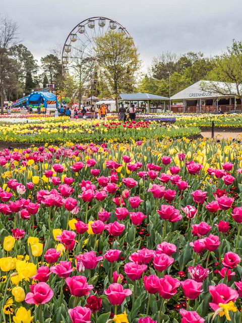 ALLARA CANBERRA - Tourism Noosa 15