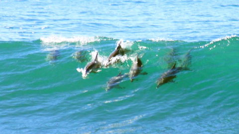 Mollymook Beach Waterfront - Tourism Noosa 4