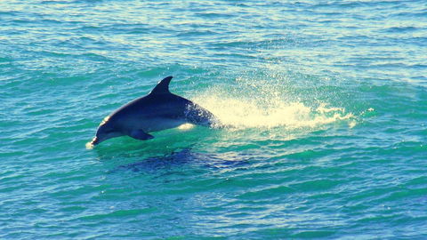 Mollymook Beach Waterfront - Tourism Noosa 22