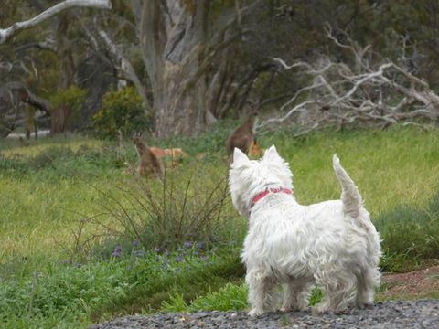 Molly's Chase - Tourism Noosa 27