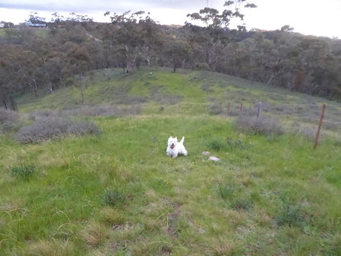 Molly's Chase - Tourism Noosa 22