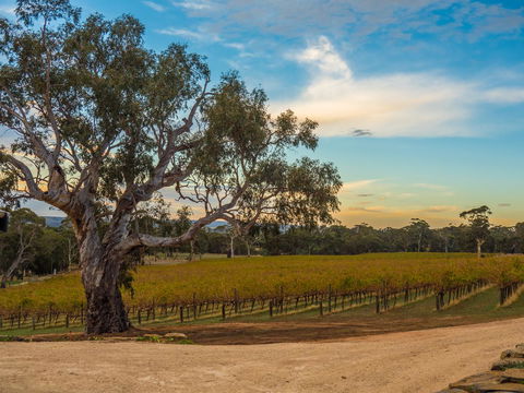 Shadow Creek McLaren Vale - Tourism Noosa 23