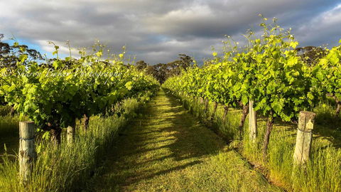 Shadow Creek McLaren Vale - Tourism Noosa 20