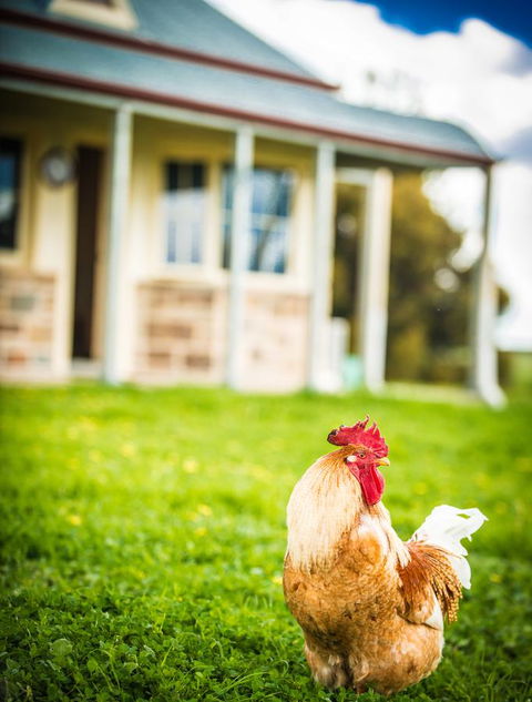 Barossa Vineyard Cottages - Tourism Noosa 39