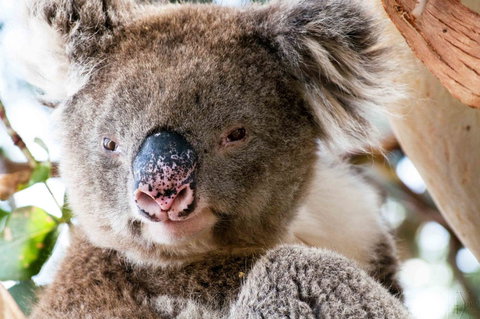 Admirals Inn - Tourism Noosa 31