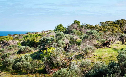 Admirals Inn - Tourism Noosa 36